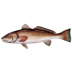 MARINE SPORTS Redfish Profile Fish Decal