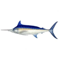 MARINE SPORTS Marlin Profile Fish Decal